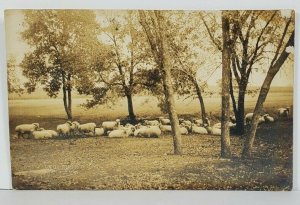 Wahoo Nebraska Sheep Herd by Anderson Real Photo 1912 Joplin Mo Postcard O14
