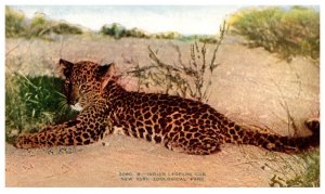 Indian leopard Cub