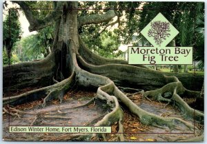 Postcard - Moreton Bay Fig Tree, Edison Winter Home - Fort Myers, Florida