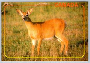 Whitetail Deer, Canada, Chrome Postcard