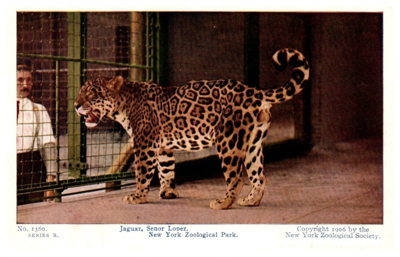 Jaguar , Senor Lopez