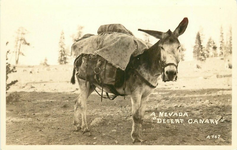 c1930s RPPC Postcard; A Nevada Desert Canary, Pack Mule Donkey Burro A467