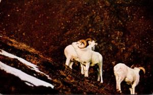 Alaska A Mountain Sheep Family In The Alaska Mountains