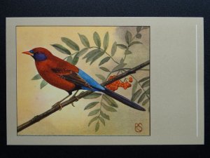 Bird Theme VIOLETEARED WAXBILL c1950s Postcard by P. Sluis / Series 1 No.4