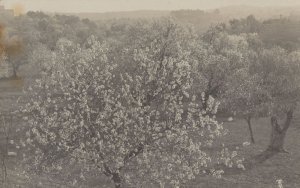 El Almendro Please Check Rare Real Photo Old Spain Postcard