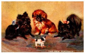 Dog ,  playing with wood toy dog