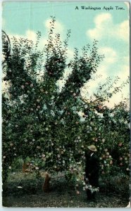 M-3144 A Washington Apple Tree