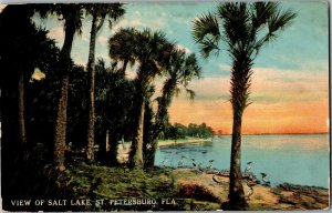 View of Salt Lake, St Petersburg FL Vintage Postcard D64