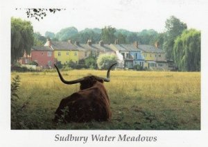 Sudbury Suffolk Water Meadows Postcard
