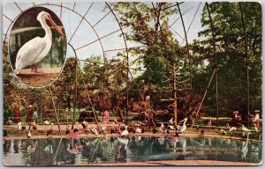 Interior Of Flying Cage New York Zoological Park White Pelican Views Postcard