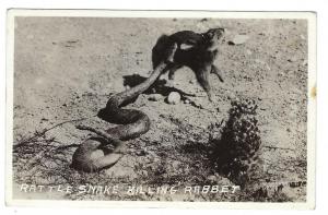 Vintage Photo Post Card - Rattlesnake Killing Rabbit (LL81)