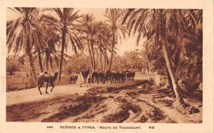 BR72387 route de touggourt camel chamel  algeria africa