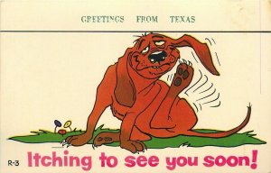 Itching To See You  Greetings From Texas Laff Gram Comic Vintage Dog Postcard