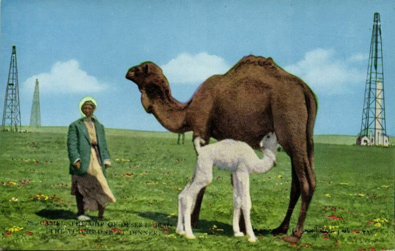 iraq, Camel with Young on Oil Field (1950s) Abdul Reza Salmin