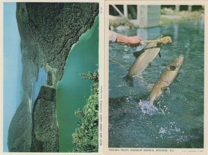 Feeding Trout Rainbow Springs Rotorua 2x New Zealand Postcard s