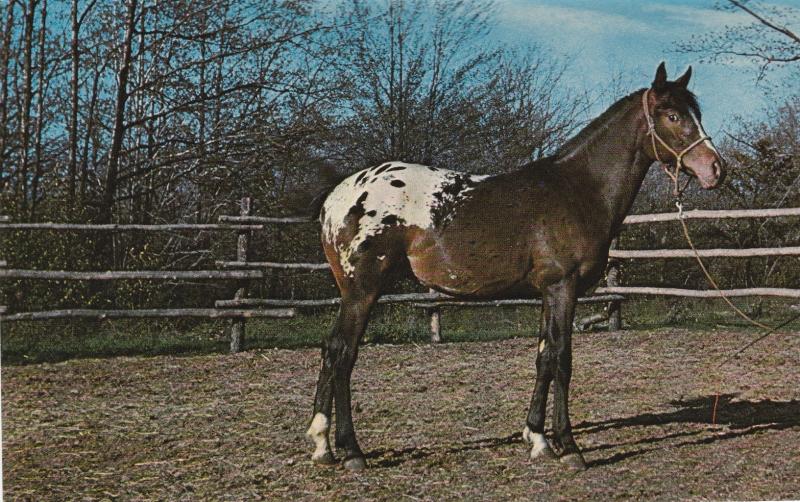 APPALOOSA HORSE POSTCARD Brand New Never Used