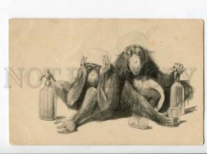 264088 Dressed MONKEY orangutan hangover Vintage postcard