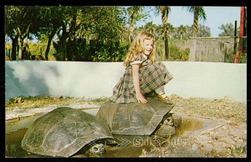 Galapagos Tortoises at Chimpanzee Farm