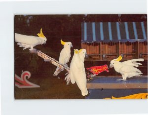 Postcard Billy The Cockatoo, Busch Gardens, Tampa, Florida