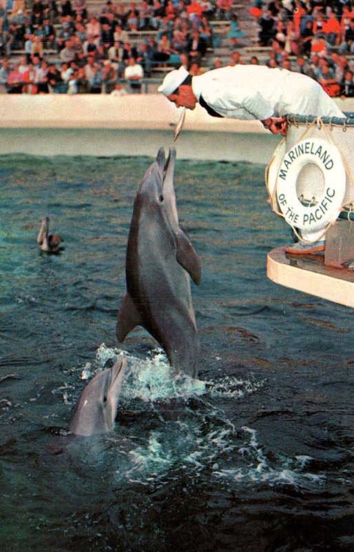 Porpoise Feeding Time,Marineland of the Pacif,CA BIN