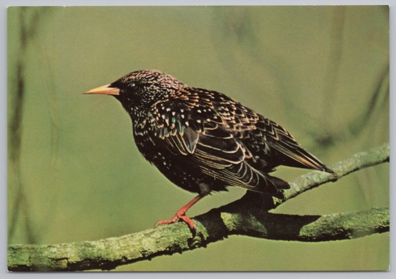 Animal: Bird~Starling Perched on Mossy Branch~Continental Postcard