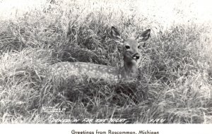 Real Photo Fawn Laying in Field Greetings from Roscommon MI RPPC Postcard 1951