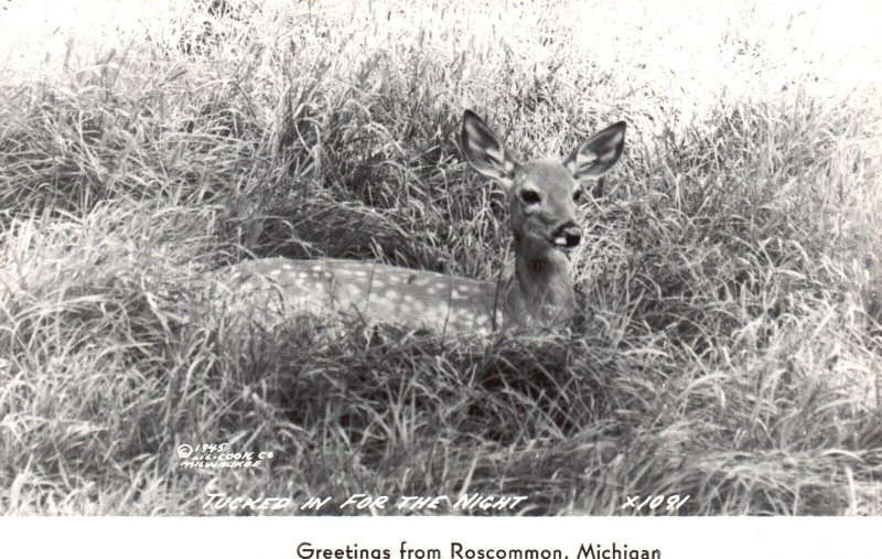 Postcard 1951 Real Photo Fawn Laying in Field Greetings from Roscommon MI RPPC 