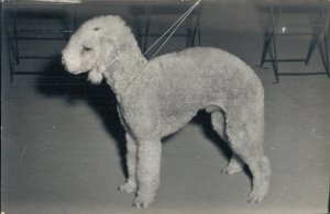 Poodle Dog Vintage RPPC 08.00