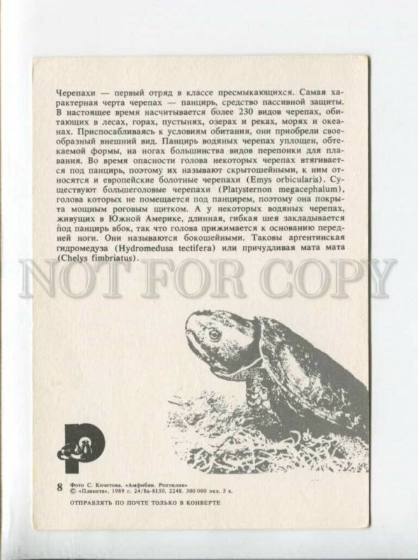 3089990 Charming TURTLE Old Russian Photo Collage PC