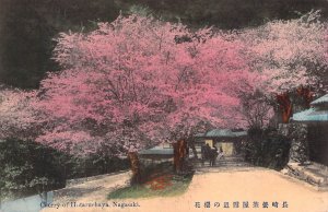 Beautiful Early c.'08, Japan,Cherry of Hotaruchaya, Nagasaki , Old Post Card