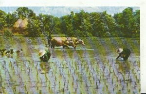 Thailand Postcard - Raking and Traus Plowing The Field - Ref 20352A