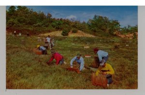 MA - Cape Cod. Harvesting Cranberries