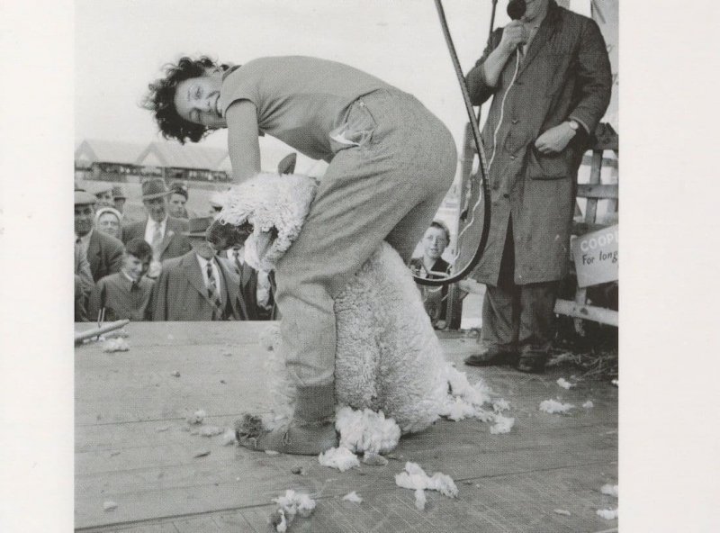 Shearing Sheep at 1958 Bristol Royal Show Award Photo Postcard