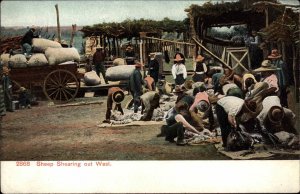 Sheep Shearing Out West c1910 Postcard