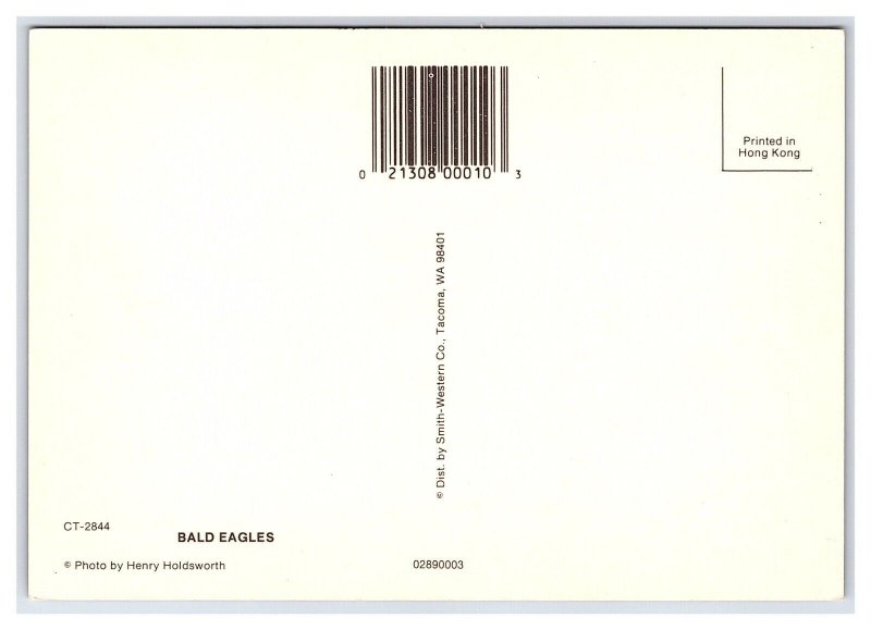 Bald Eagles Postcard Continental View Card 