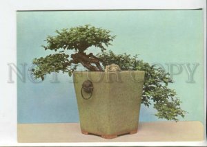 442636 Vietnam bonsai dwarf tree old postcard