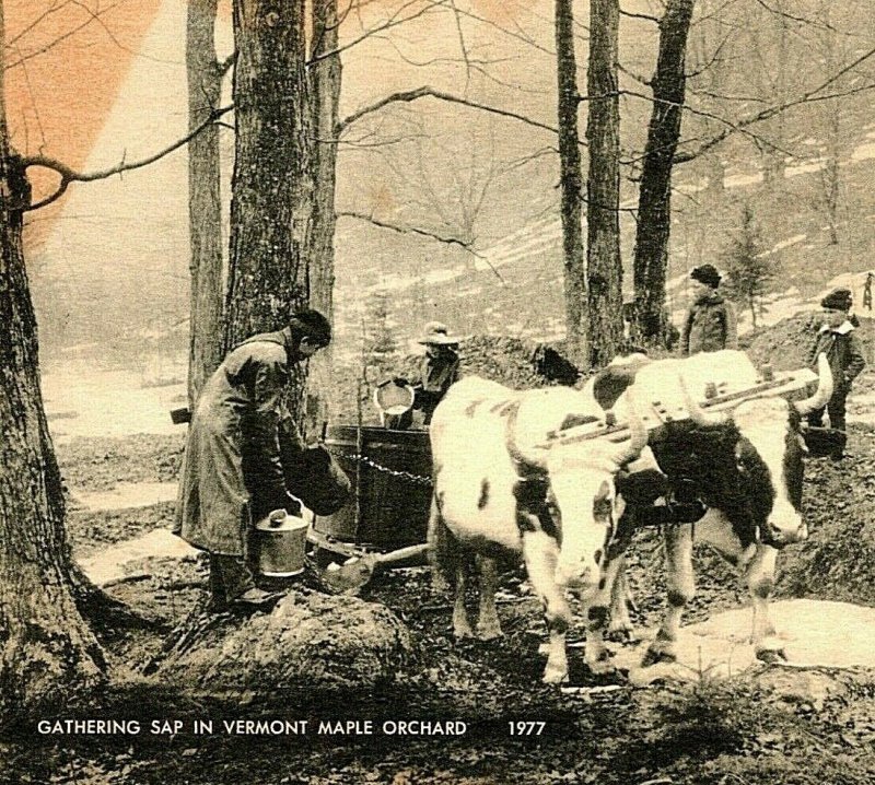 Gathering Sap In Vermont Maple Orchard Vtg Postcard American Art 1948 Cancel