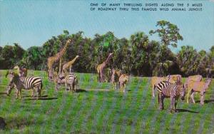 Florida Boca Raton Africa U S A Giraffes and Zebras