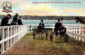 Florida Jacksonville Trained Pstriches At The Ostrich Farm 1910