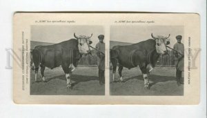 3163947 RUSSIA VSKhV Nerik BULL Yaroslavl champion STEREO PHOTO