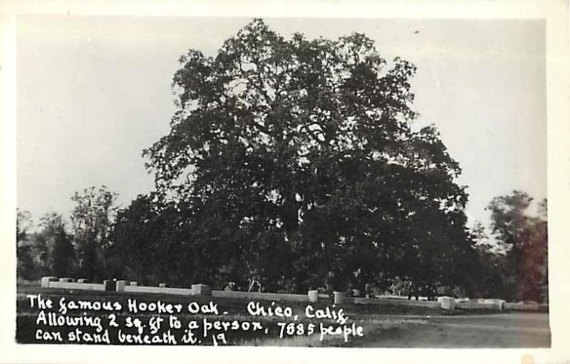 RPPC The Famous Giant Hooker Oak in Chico, CA California,  EKC Real Photo