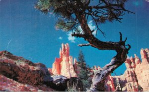 USA Queens Garden Bryce National Park Utah Chrome Postcard 03.58