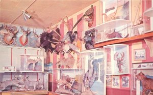 Postcard Wisconsin Arcadia Taxidermy 1950s Interior King's Studios 23-10259