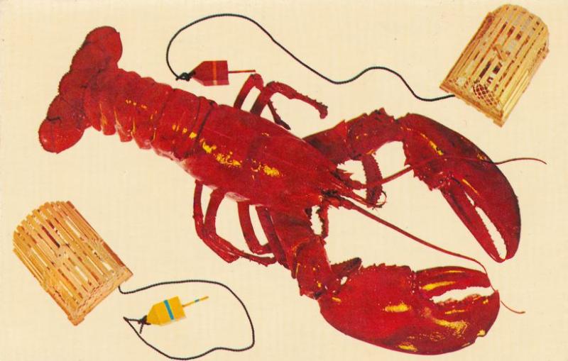 Lobster and Lobster Traps from Cape Cod, Massachusetts