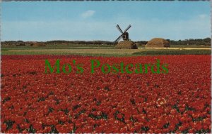 Netherlands Postcard - Flowers & Windmill, De Bloemenvelden in Bloei RS36009