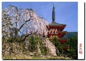 Postcard Modern Cherry blossoms and Daigoji Temple Kyoto