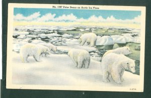 USA. Polar Bears On Arctic Ice Floes. Unposted