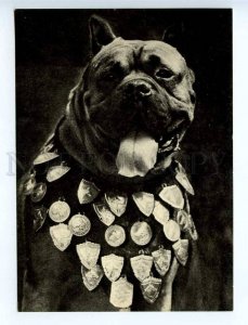 216712 RUSSIA boxer dog winner w/ medals photo by Eliseev old postcard