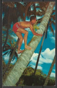 Hawaii - Cocopalm Climber - [HI-040]