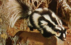 Spotted Skunk